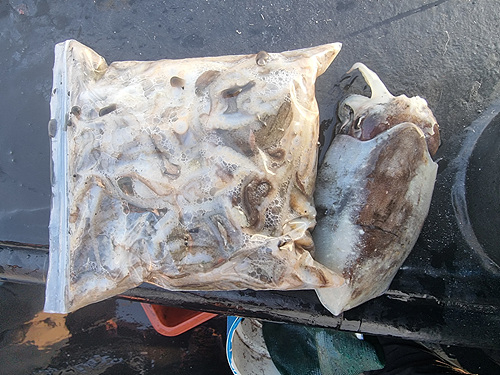 인천쭈꾸미낚시 (21).jpg