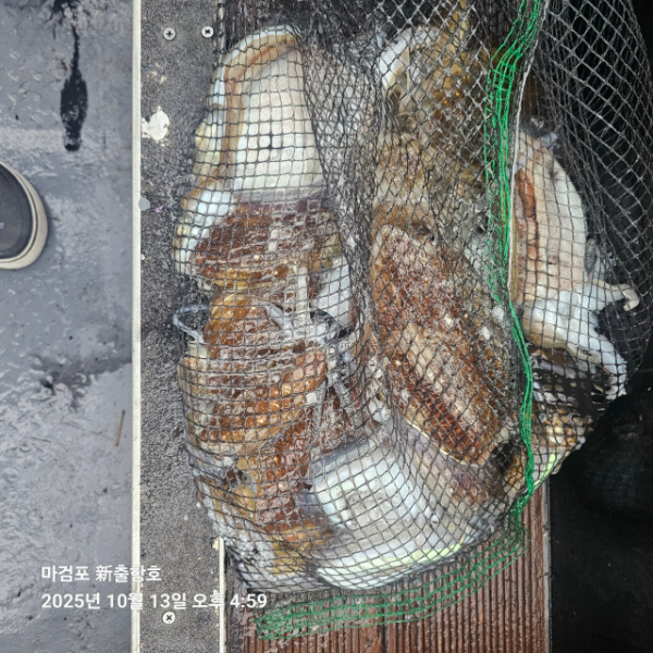 ꫛꫀꪝ✧‧˚ 태안 마검포 新출항호 .• _˚☀₊_사진_20251013_3.jpg