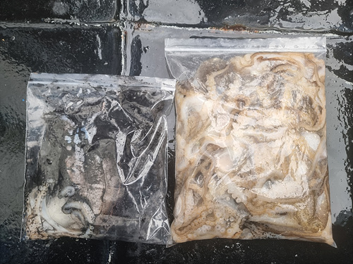 인천쭈꾸미낚시 (8).jpg