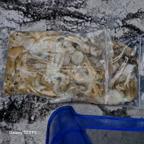 인천쭈꾸미낚시 (14).jpg