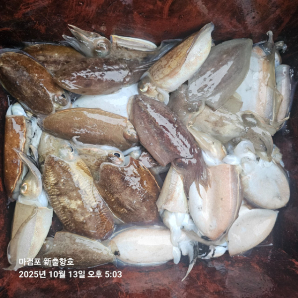 ꫛꫀꪝ✧‧˚ 태안 마검포 新출항호 .• _˚☀₊_사진_20251013_15.jpg