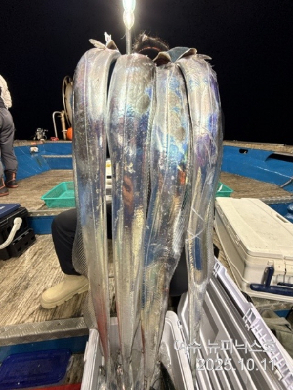 큰10월12일갈치 (7).jpg