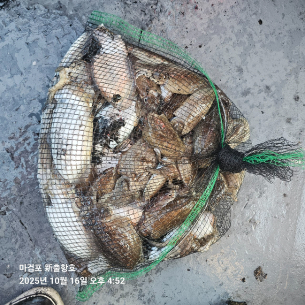 ꫛꫀꪝ✧‧˚ 태안 마검포 新출항호 .• _˚☀₊_사진_20251016_4.jpg