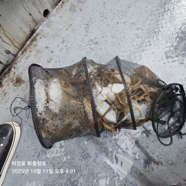 ꫛꫀꪝ✧‧˚ 태안 마검포 新출항호 .• _˚☀₊_사진_20251011_4.jpg