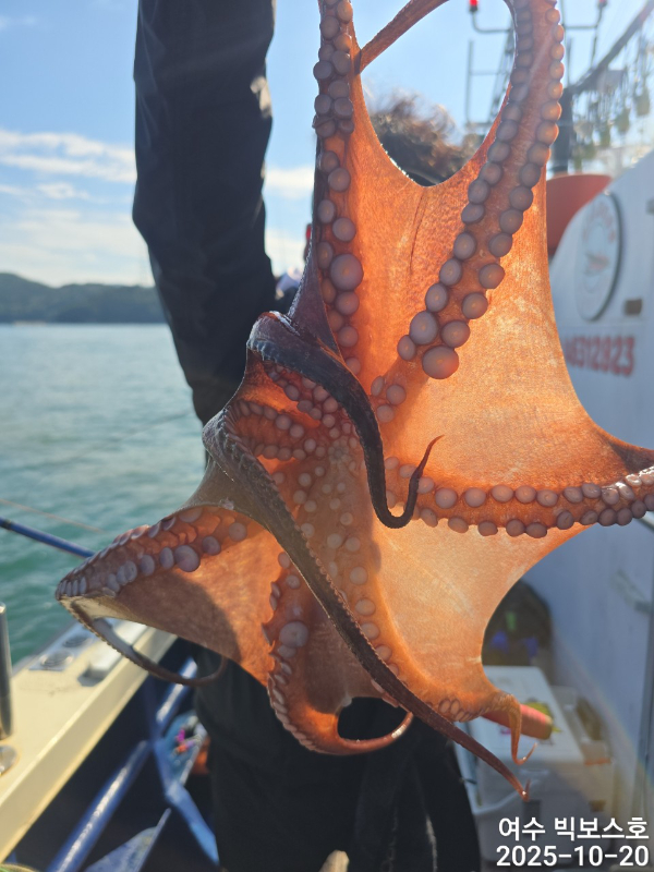 ♡ 여수 빅보스 ♡문어,갑오징어,쭈꾸미,타이라바(참돔)_사진_20251020_5.jpg