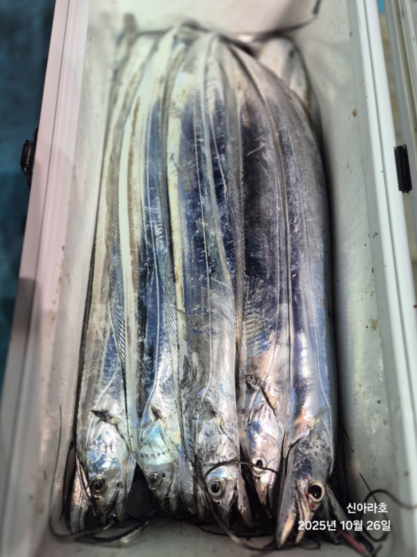 바다꾼낚시(신아라호)_사진_20251026_17.jpg