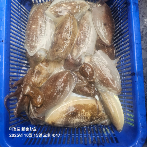 ꫛꫀꪝ✧‧˚ 태안 마검포 新출항호 .• _˚☀₊_사진_20251015_16.jpg