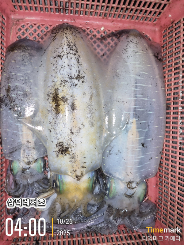 2025-10-26 04.00.34_.jpg