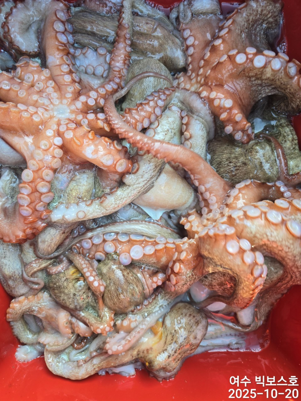 ♡ 여수 빅보스 ♡문어,갑오징어,쭈꾸미,타이라바(참돔)_사진_20251020_19.jpg