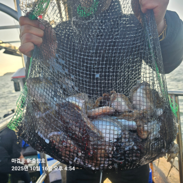 ꫛꫀꪝ✧‧˚ 태안 마검포 新출항호 .• _˚☀₊_사진_20251016_6.jpg