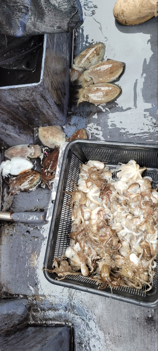 예지퀸호 농어외수질&어초낚시 경기인천권_사진_20251016_7.jpg