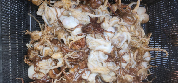 예지퀸호 농어외수질&어초낚시 경기인천권_사진_20251029_4.jpg