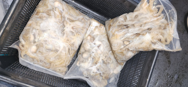 예지퀸호 농어외수질&어초낚시 경기인천권_사진_20251013_12.jpg