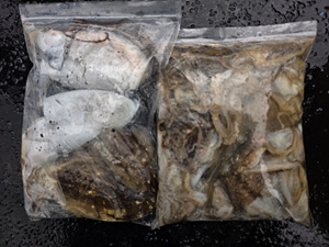 인천쭈꾸미낚시 (33).jpg