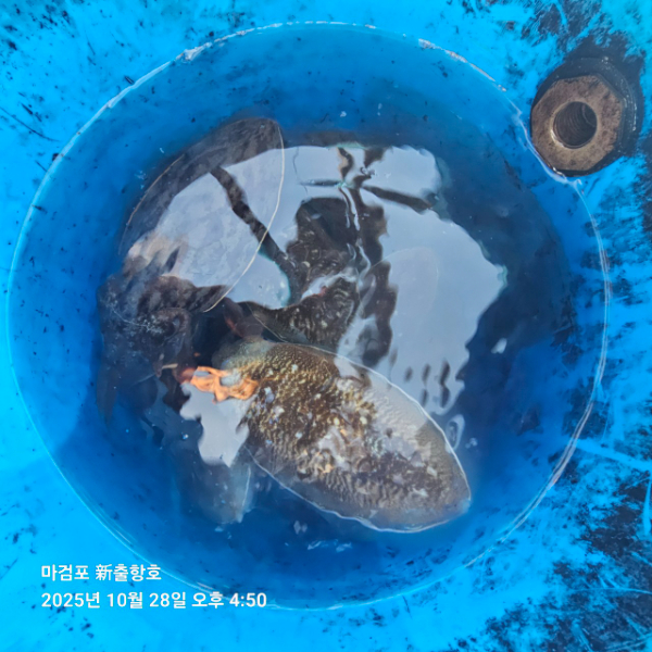 ꫛꫀꪝ✧‧˚ 태안 마검포 新출항호 .• _˚☀₊_사진_20251028_8.jpg
