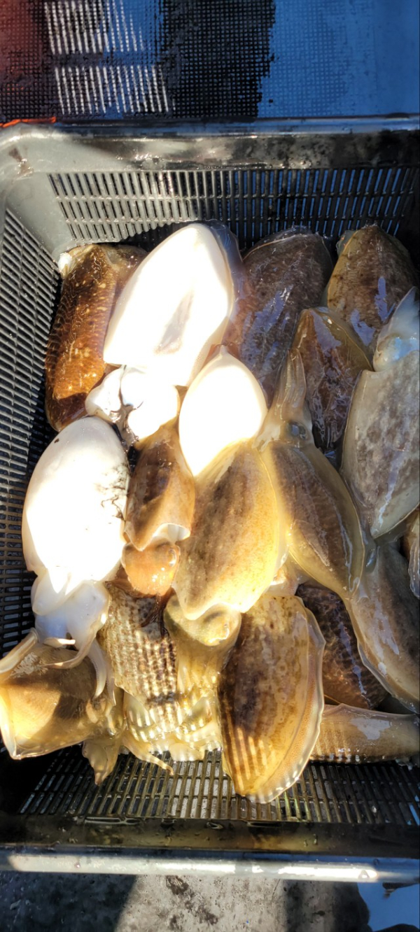 예지퀸호 농어외수질&어초낚시 경기인천권_사진_20251026_5.jpg