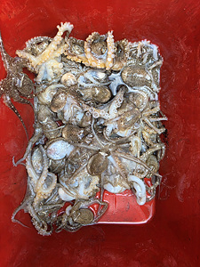 인천쭈꾸미조황 (18).jpg