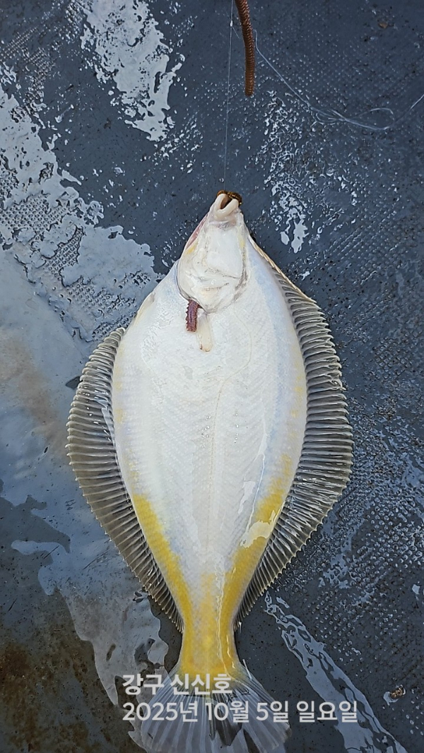 신신낚시 강구점 신신호_사진_20251005_6.jpg