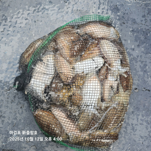 ꫛꫀꪝ✧‧˚ 태안 마검포 新출항호 .• _˚☀₊_사진_20251013_2.jpg