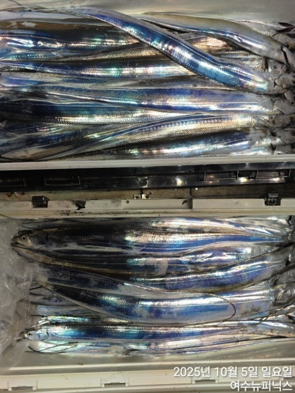큰10월5일갈치 (62).jpg