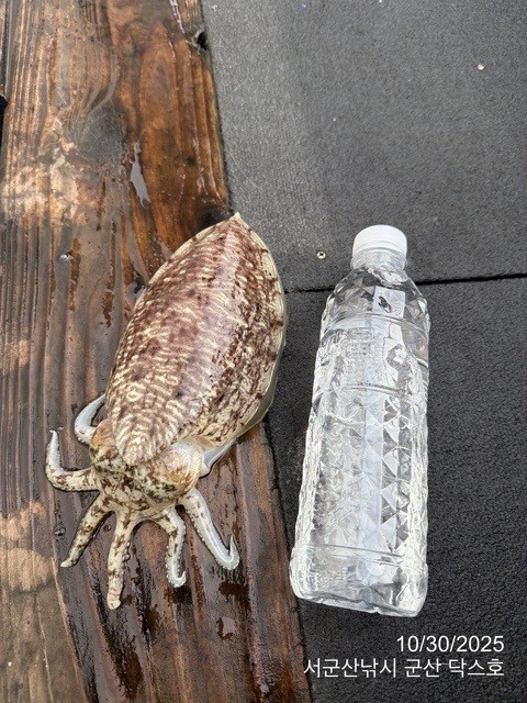 군산 선상낚시, 바다낚시 출조 전문 ☆서군산낚시☆_사진_20251030_11.jpg