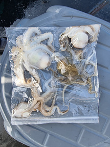 인천쭈꾸미낚시 (4).jpg