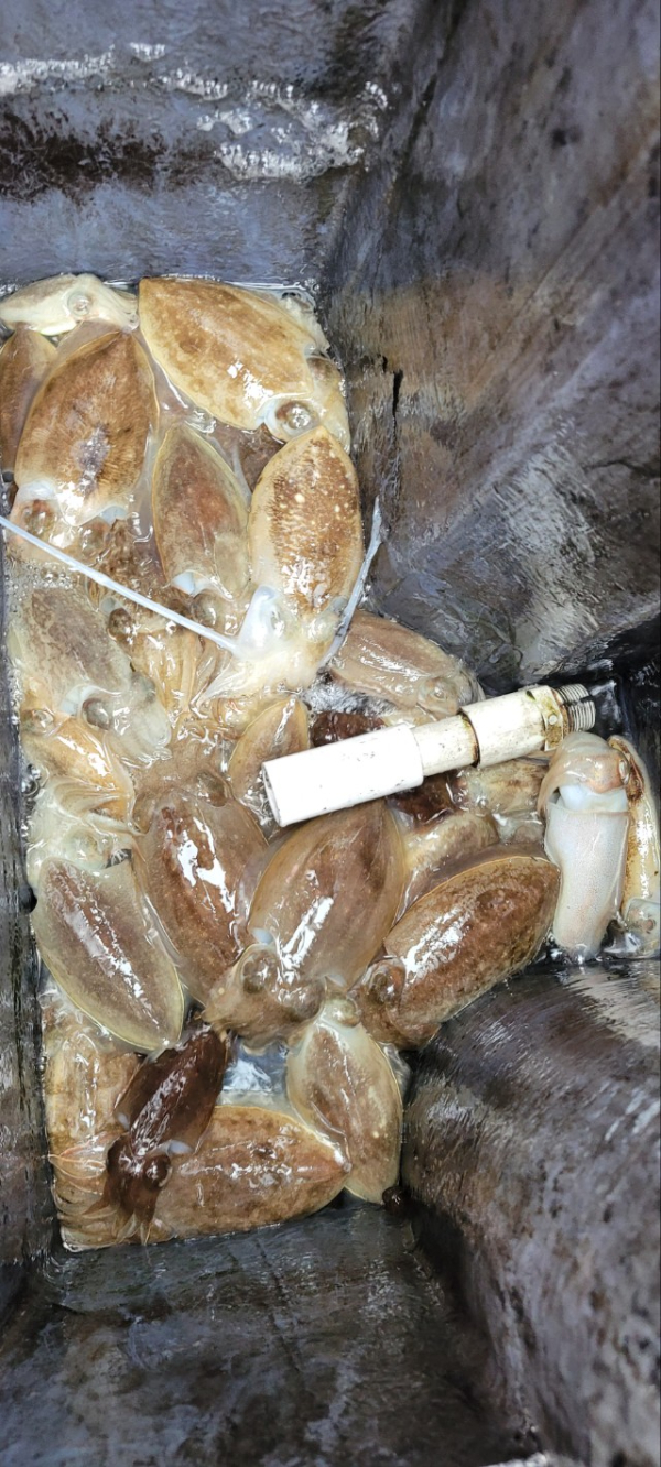 예지퀸호 농어외수질&어초낚시 경기인천권_사진_20251018_8.jpg