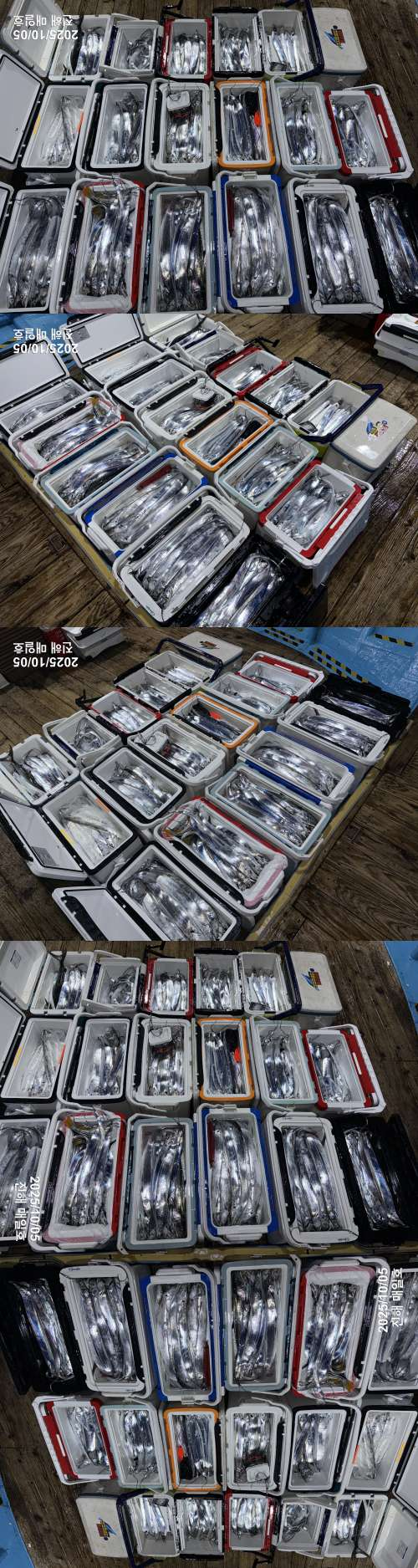 갈치2.jpg