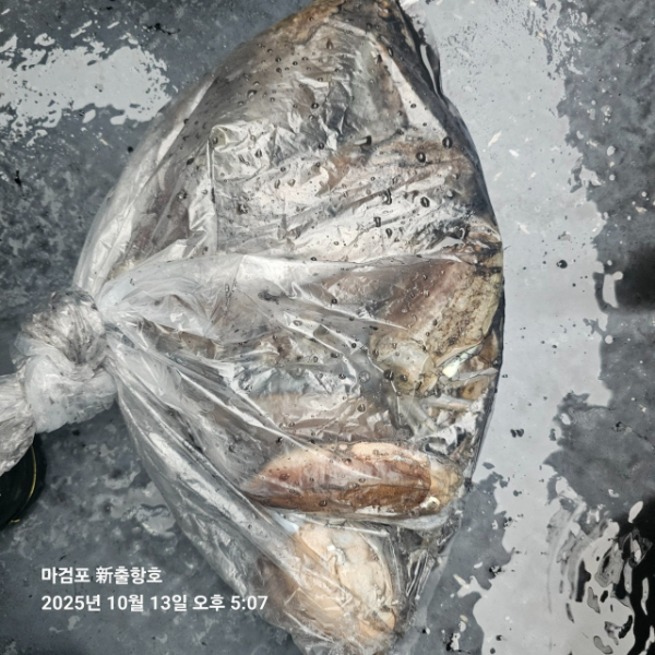 ꫛꫀꪝ✧‧˚ 태안 마검포 新출항호 .• _˚☀₊_사진_20251013_17.jpg