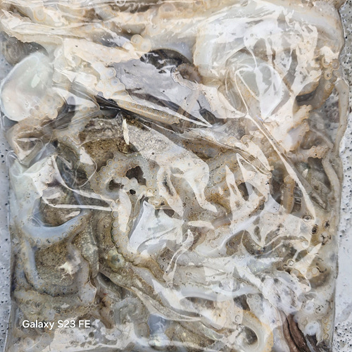 인천쭈꾸미낚시 (18).jpg