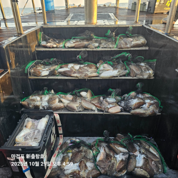 ꫛꫀꪝ✧‧˚ 태안 마검포 新출항호 .• _˚☀₊_사진_20251029_3.jpg