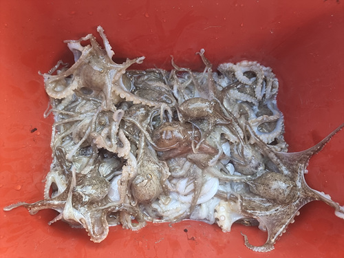 인천쭈꾸미낚시 (31).jpg