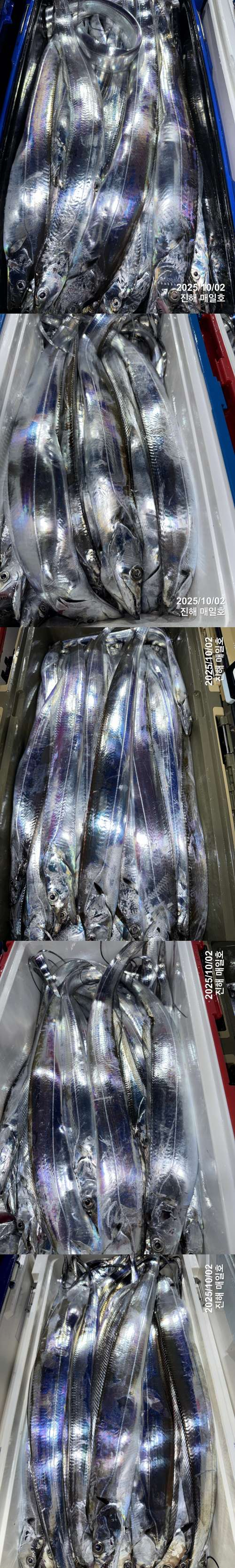 갈치3.jpg