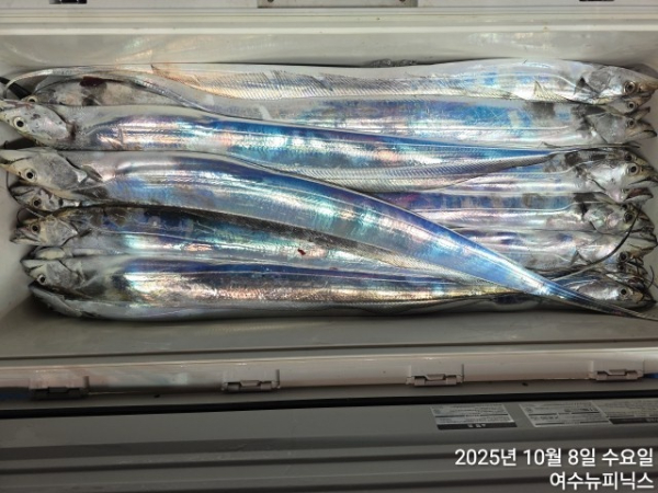 10월8일갈치 (6).jpg