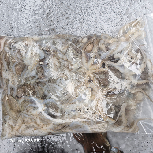 인천쭈꾸미낚시 (20).jpg