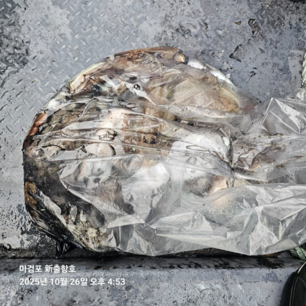 ꫛꫀꪝ✧‧˚ 태안 마검포 新출항호 .• _˚☀₊_사진_20251026_14.jpg