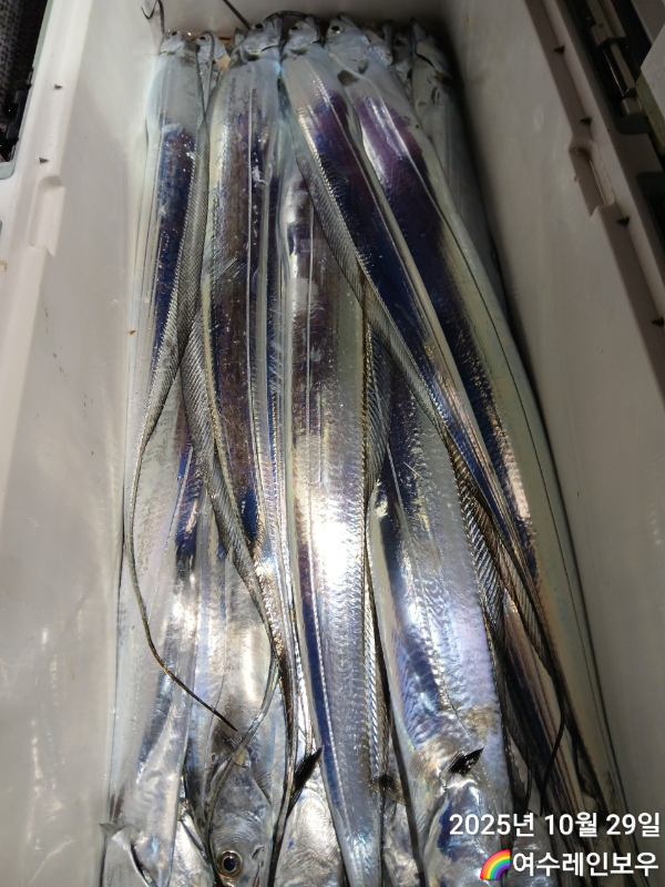 ♡여수레인보우♡갈치_열기_한치_갑오징어__사진_20251029_20.jpg