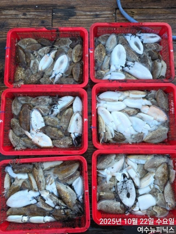 큰10월22일갑오징어 (30).jpg