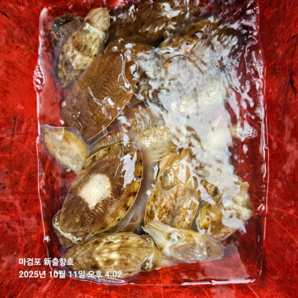 ꫛꫀꪝ✧‧˚ 태안 마검포 新출항호 .• _˚☀₊_사진_20251011_5.jpg