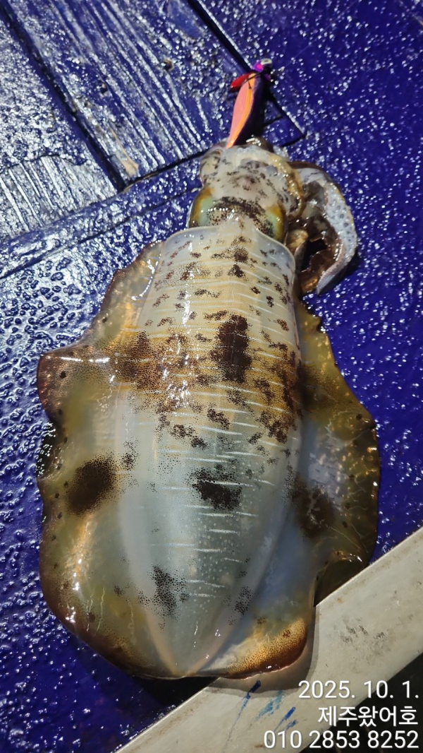 제주왔어호_사진_20251003_20.jpg