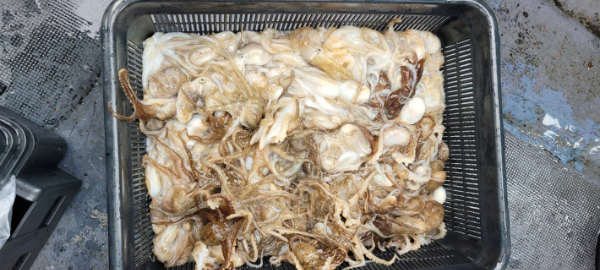 예지퀸호 농어외수질&어초낚시 경기인천권_사진_20251001_9.jpg