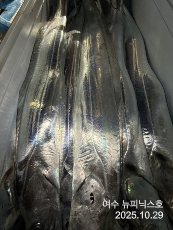 20910월29일갈치 (13).jpg