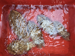 인천쭈꾸미조황 (13).jpg