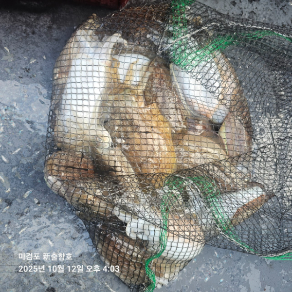 ꫛꫀꪝ✧‧˚ 태안 마검포 新출항호 .• _˚☀₊_사진_20251013_5.jpg