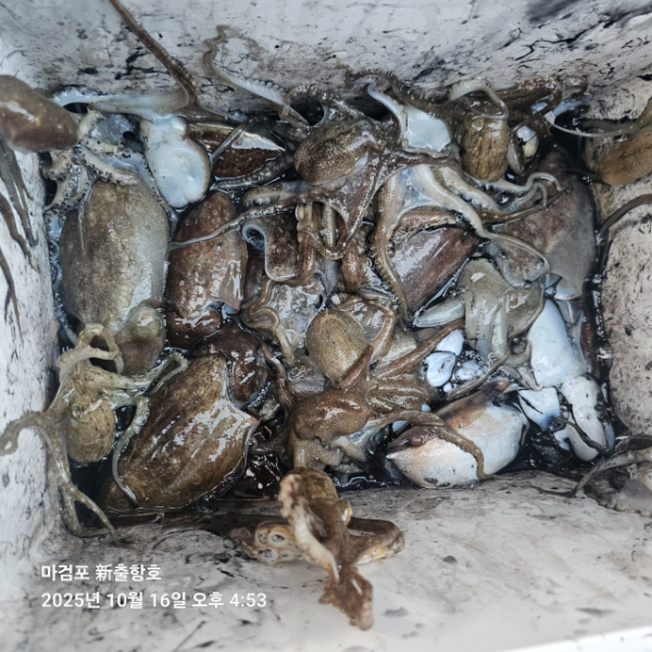 ꫛꫀꪝ✧‧˚ 태안 마검포 新출항호 .• _˚☀₊_사진_20251016_11.jpg