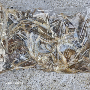 인천쭈꾸미낚시 (3).jpg