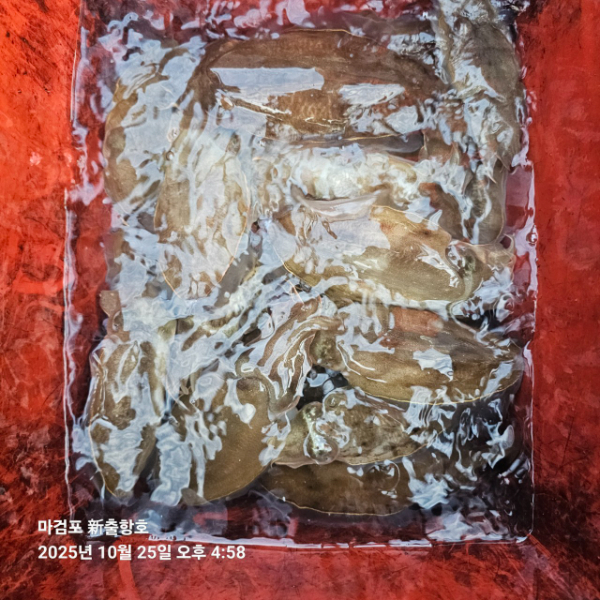 ꫛꫀꪝ✧‧˚ 태안 마검포 新출항호 .• _˚☀₊_사진_20251025_4.jpg