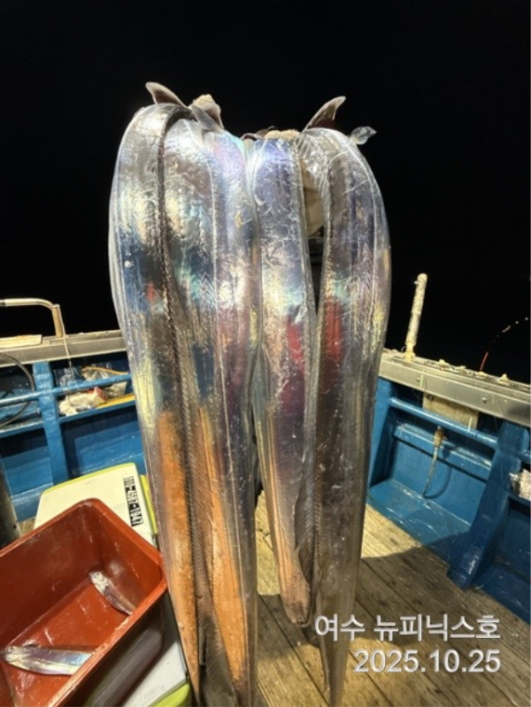 26일대갈치 (2).jpg