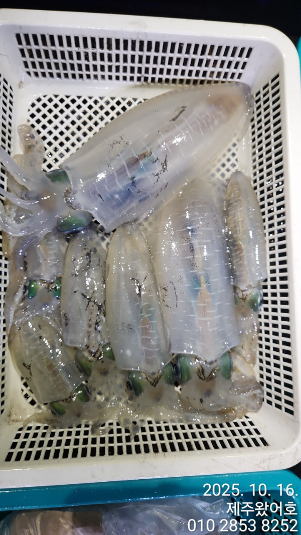 제주왔어호_사진_20251017_14.jpg