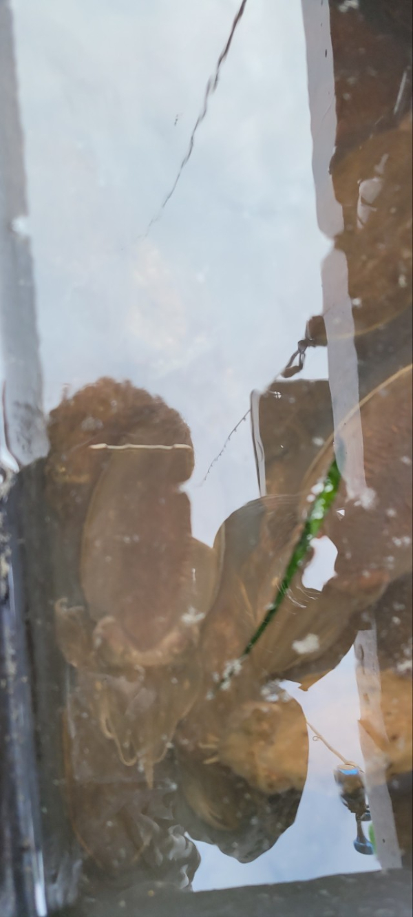 예지퀸호 농어외수질&어초낚시 경기인천권_사진_20251013_4.jpg